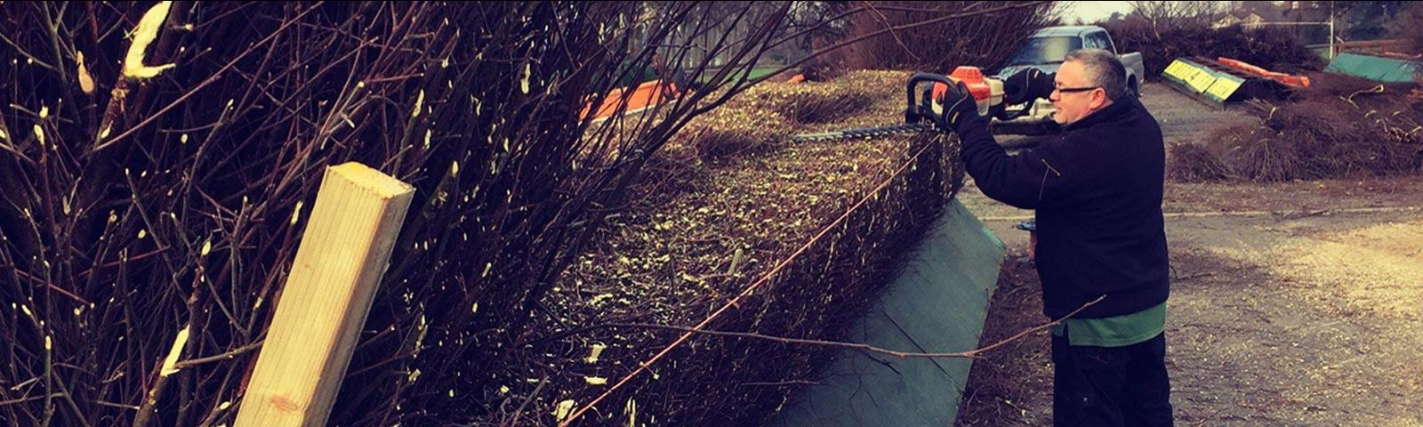 A member of the groundstaff trimming a hedge at Worcester Racecourse.